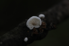 Panellus mitis