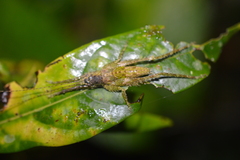 Ensifera