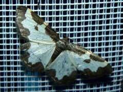 Lomaspilis marginata