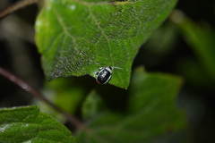 Asphaera albomarginata