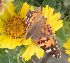 Vanessa cardui