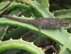 Bradypodion damaranum