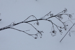 Pastinaca sativa sylvestris