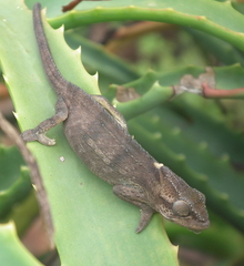 Bradypodion damaranum