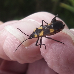 Oncopeltus famelicus