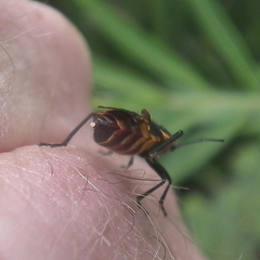 Oncopeltus famelicus