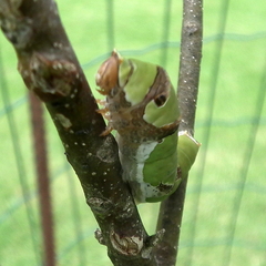 Papilio demodocus demodocus