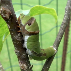 Papilio demodocus demodocus