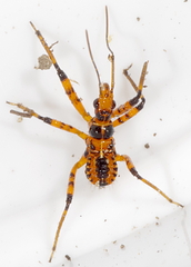 Rhynocoris