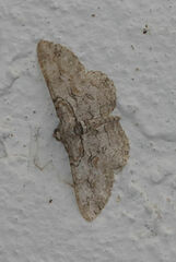 Iridopsis defectaria