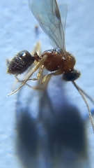 Anochetus