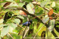 Euphonia cayennensis