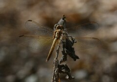 Neurothemis intermedia