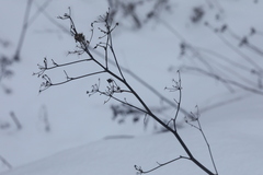 Pastinaca sativa sylvestris