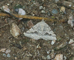 Frederickia s-signata