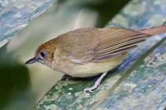 Malacopteron cinereum