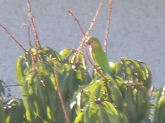 Eupsittula pertinax venezuelae