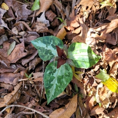 Trillium underwoodii