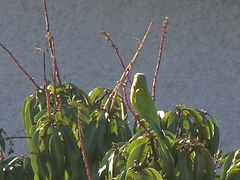 Eupsittula pertinax venezuelae