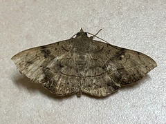 Anticarsia irrorata