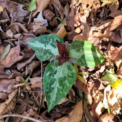 Trillium underwoodii