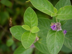 Neuracanthus sphaerostachyus