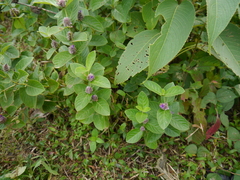 Neuracanthus sphaerostachyus