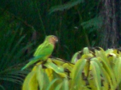 Eupsittula pertinax venezuelae