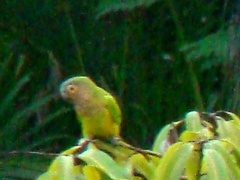 Eupsittula pertinax venezuelae