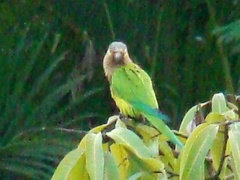 Eupsittula pertinax venezuelae