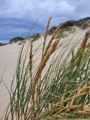 Thinopyrum distichum