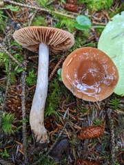 Cortinarius seidliae