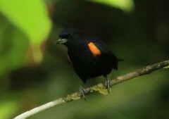 Euphonia cayennensis