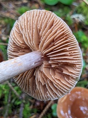Cortinarius seidliae