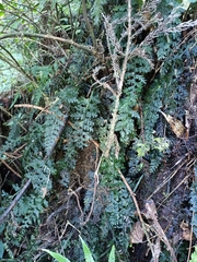 Hymenophyllum badium