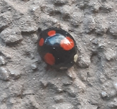 Harmonia axyridis