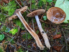 Cortinarius seidliae