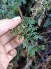 Hymenophyllum badium