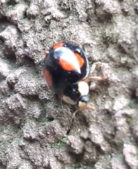 Harmonia axyridis