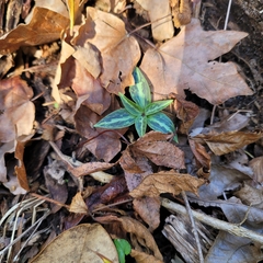 Trillium underwoodii