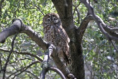 Strix occidentalis lucida
