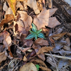 Trillium underwoodii