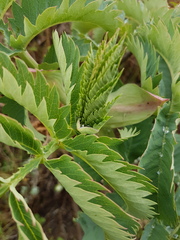 Melianthus major