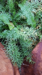 Anthemideae
