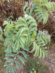 Melianthus major