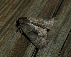 Cryphia fraudatricula