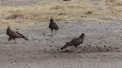 Daptrius megalopterus