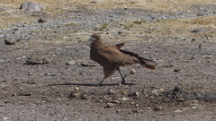 Daptrius megalopterus