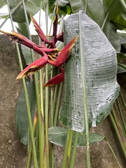 Heliconia × rauliniana