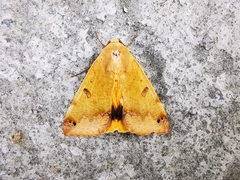 Ophiusa tirhaca
